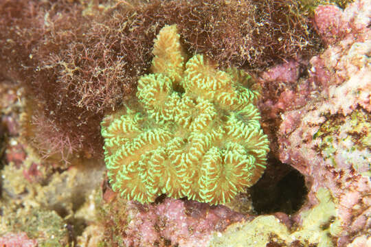 Image of crispy crust coral