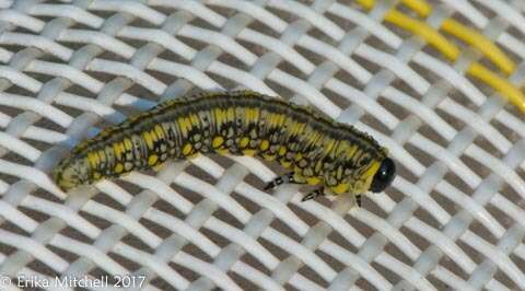 Image of Introduced Pine Sawfly