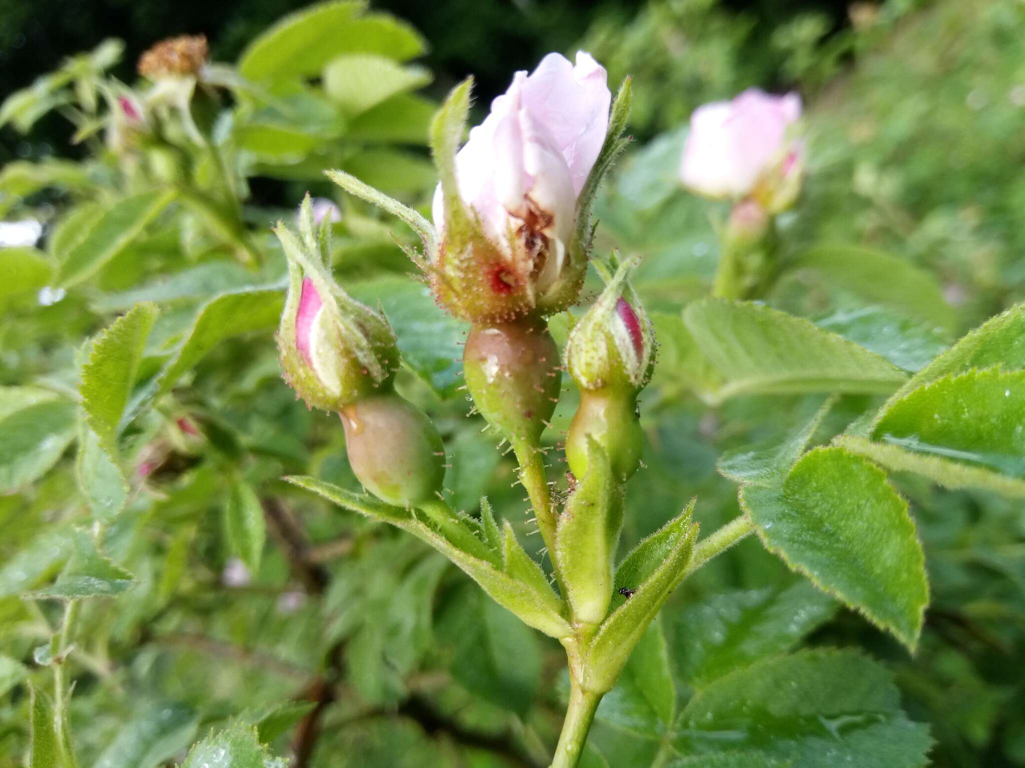 Image of Sherard's downy rose