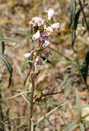 Image of Upright Blue Beardtongue