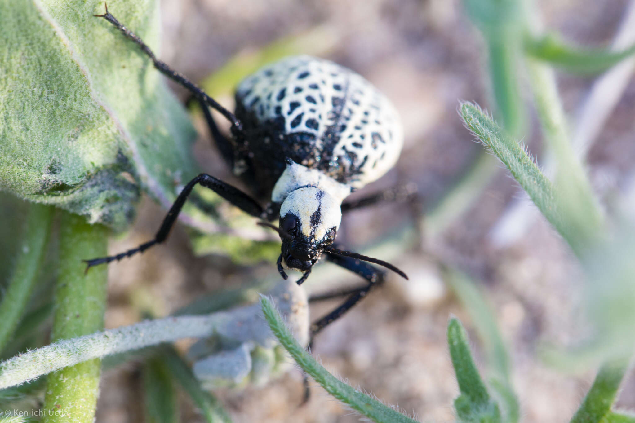 Image of Desert Spider Beetles