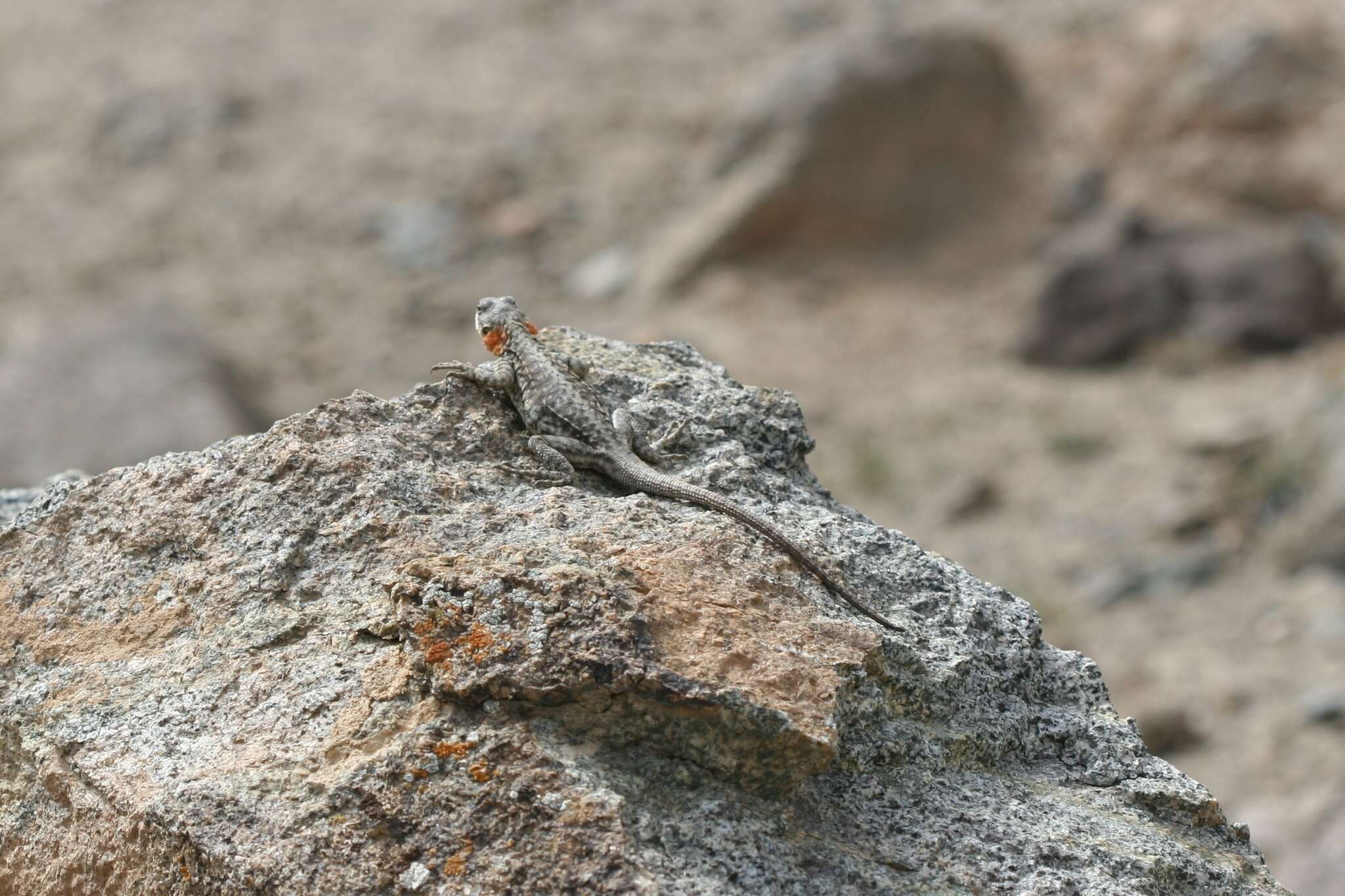 Image of Himalayan Agama