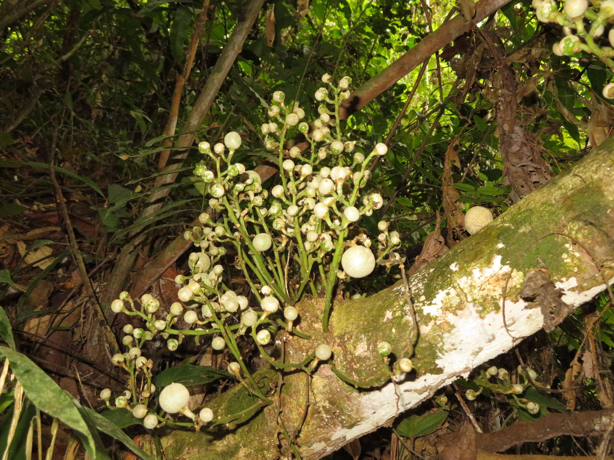 Image of Leonia glycycarpa Ruiz & Pav.