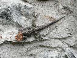 Image of Agama turuensis Loveridge 1932