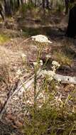 Image of Ozothamnus diosmifolius (Vent.) DC.