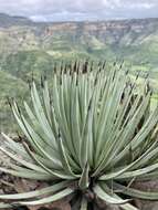 Image of Agave rzedowskiana P. Carrillo, Vega & R. Delgad.