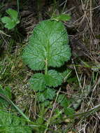 Image of Geum sylvaticum Pourret