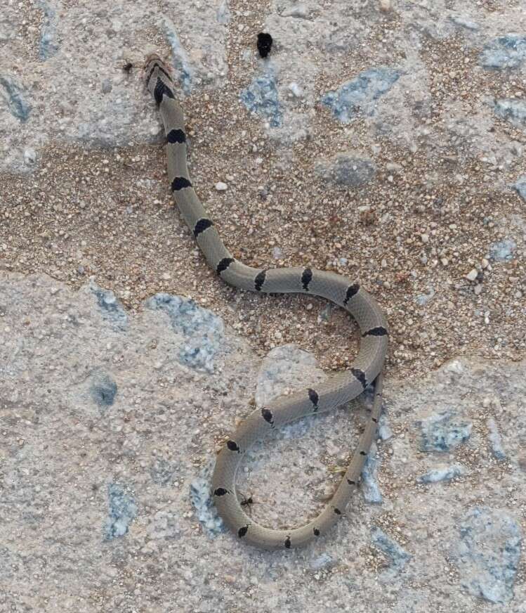 Sivun Oligodon arnensis (Shaw 1802) kuva