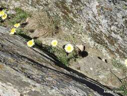 Слика од Leucanthemopsis pallida (Mill.) Heywood