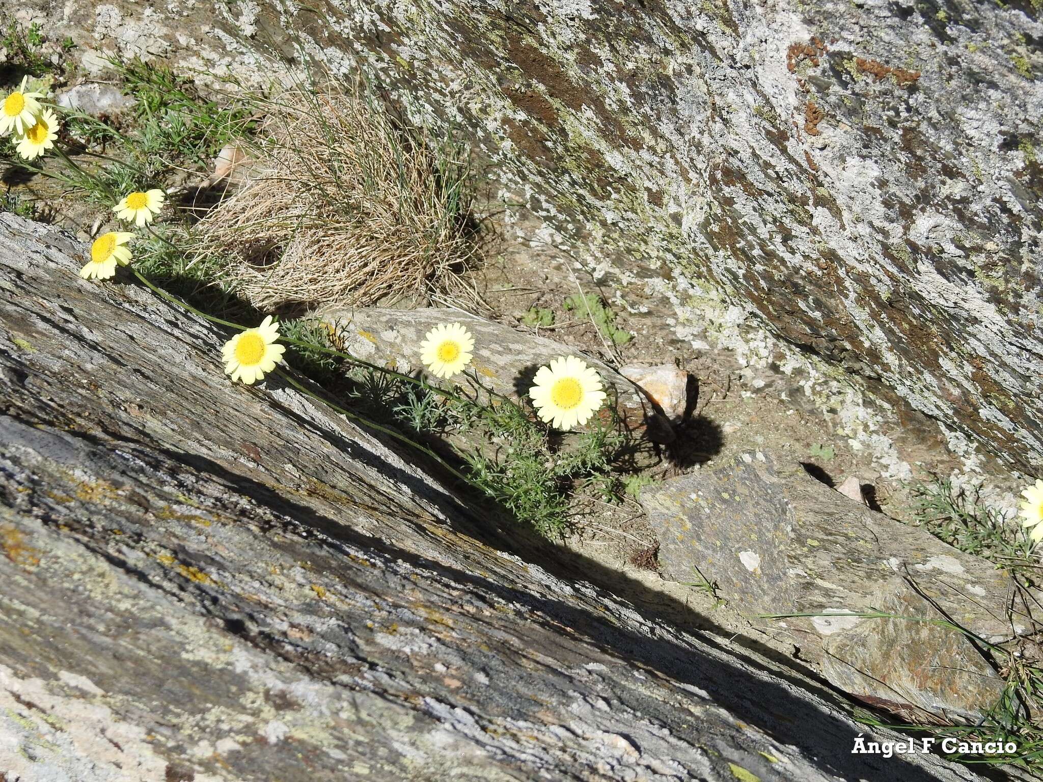 صورة Leucanthemopsis pallida (Mill.) Heywood