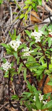 Image of Pimelea suteri T. Kirk