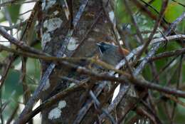 Image of Bahia Spinetail