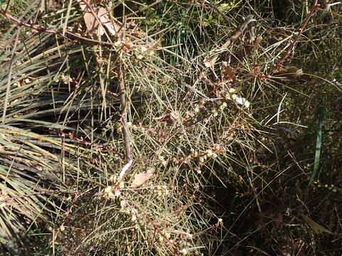 Image of Hakea carinata F. Müll. ex Meissn.