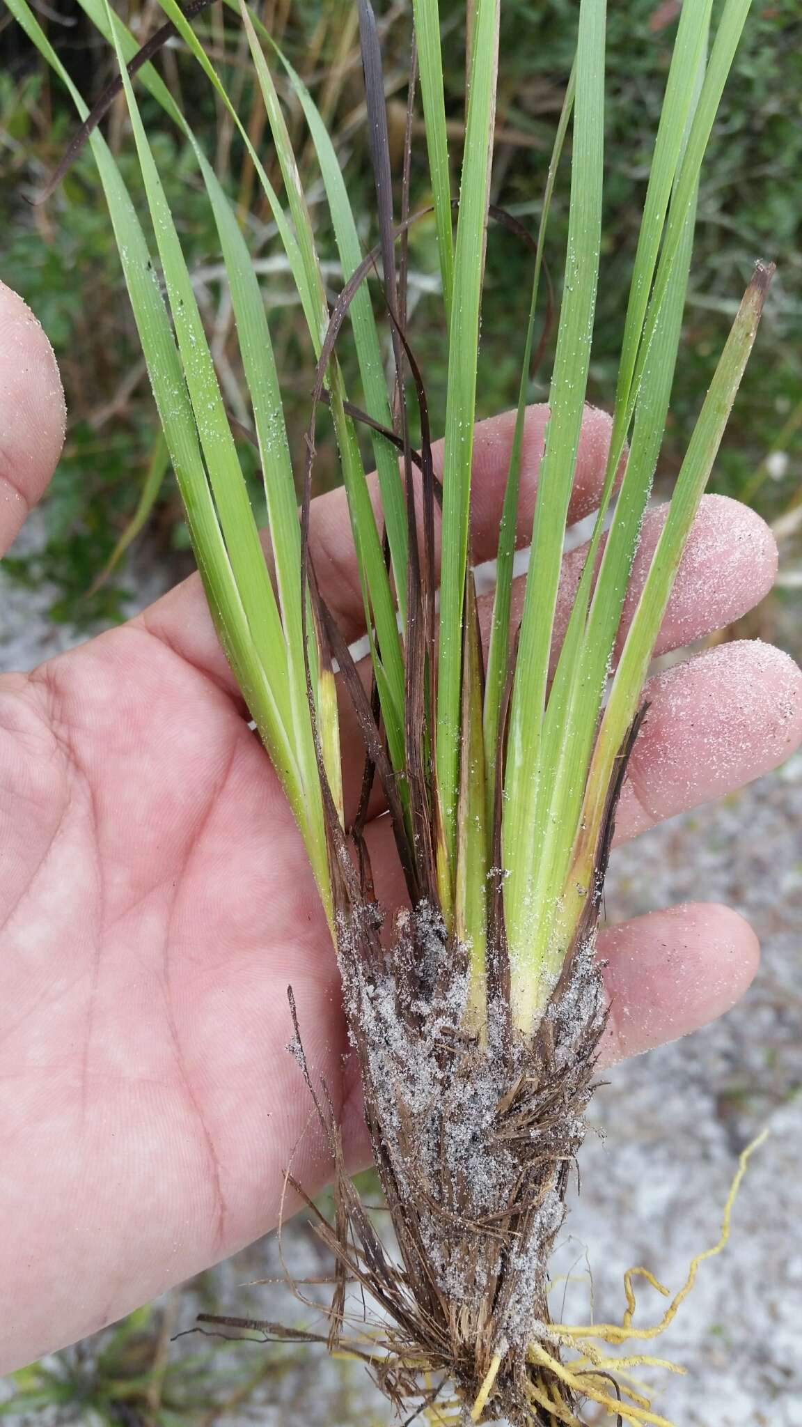 Image of jeweled blue-eyed grass