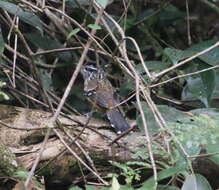 Image of Ochre-rumped Antbird