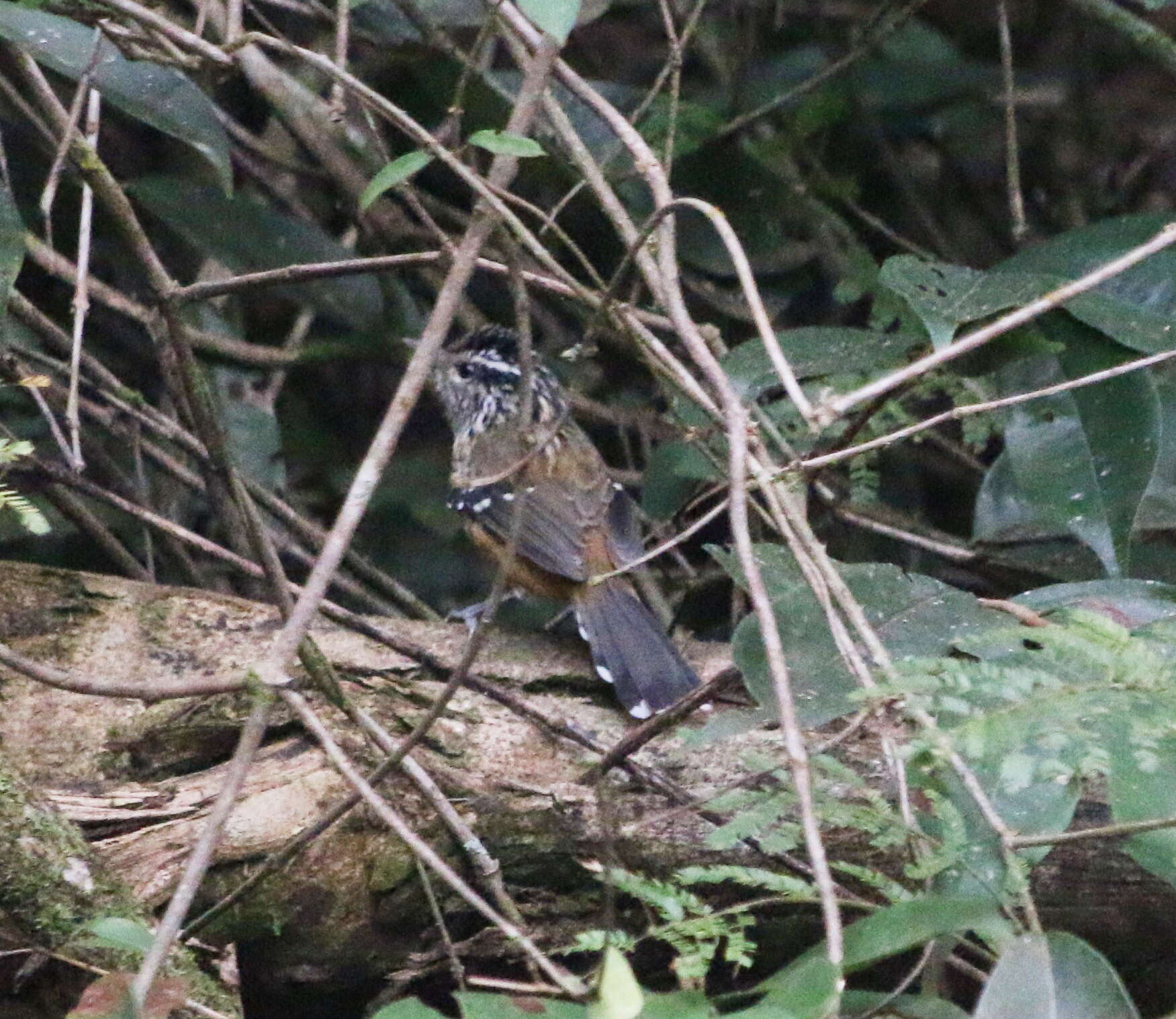 Image of Ochre-rumped Antbird