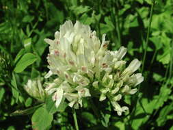 Image de Trifolium canescens Willd.