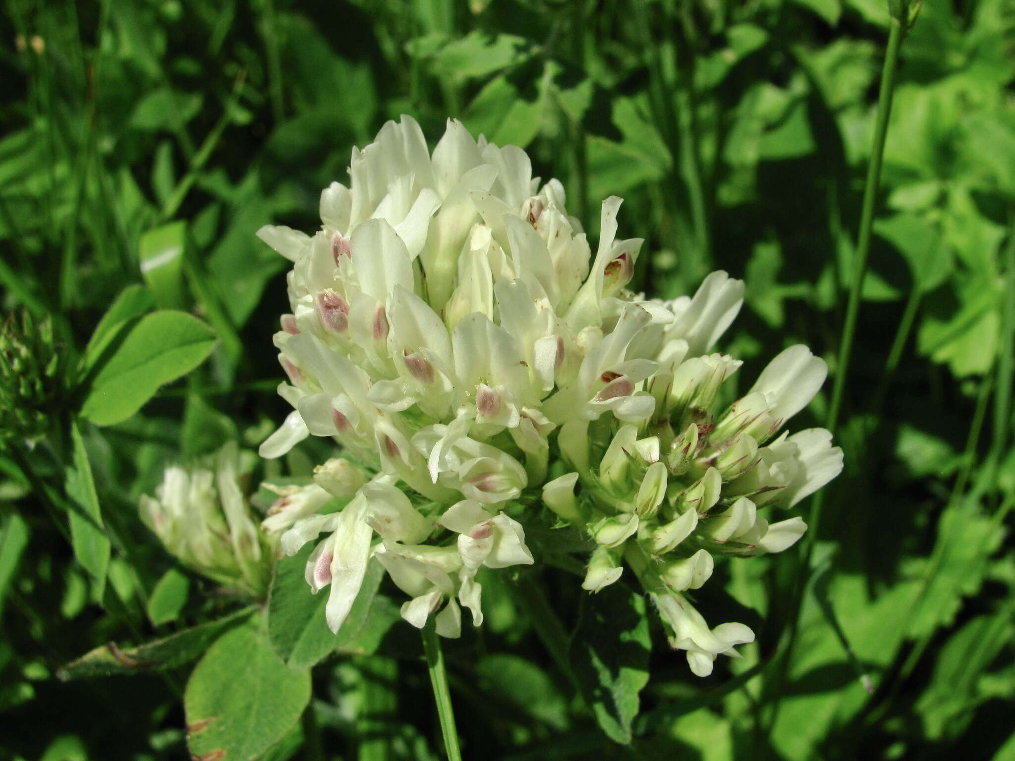 Image de Trifolium canescens Willd.