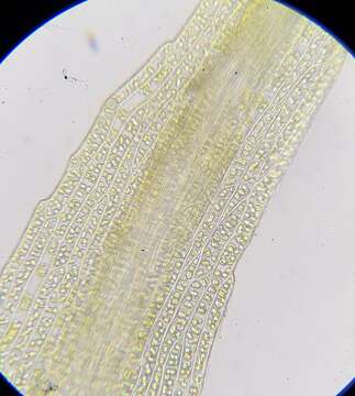 Image of Dicranella rufescens (Dicks.) Schimp.