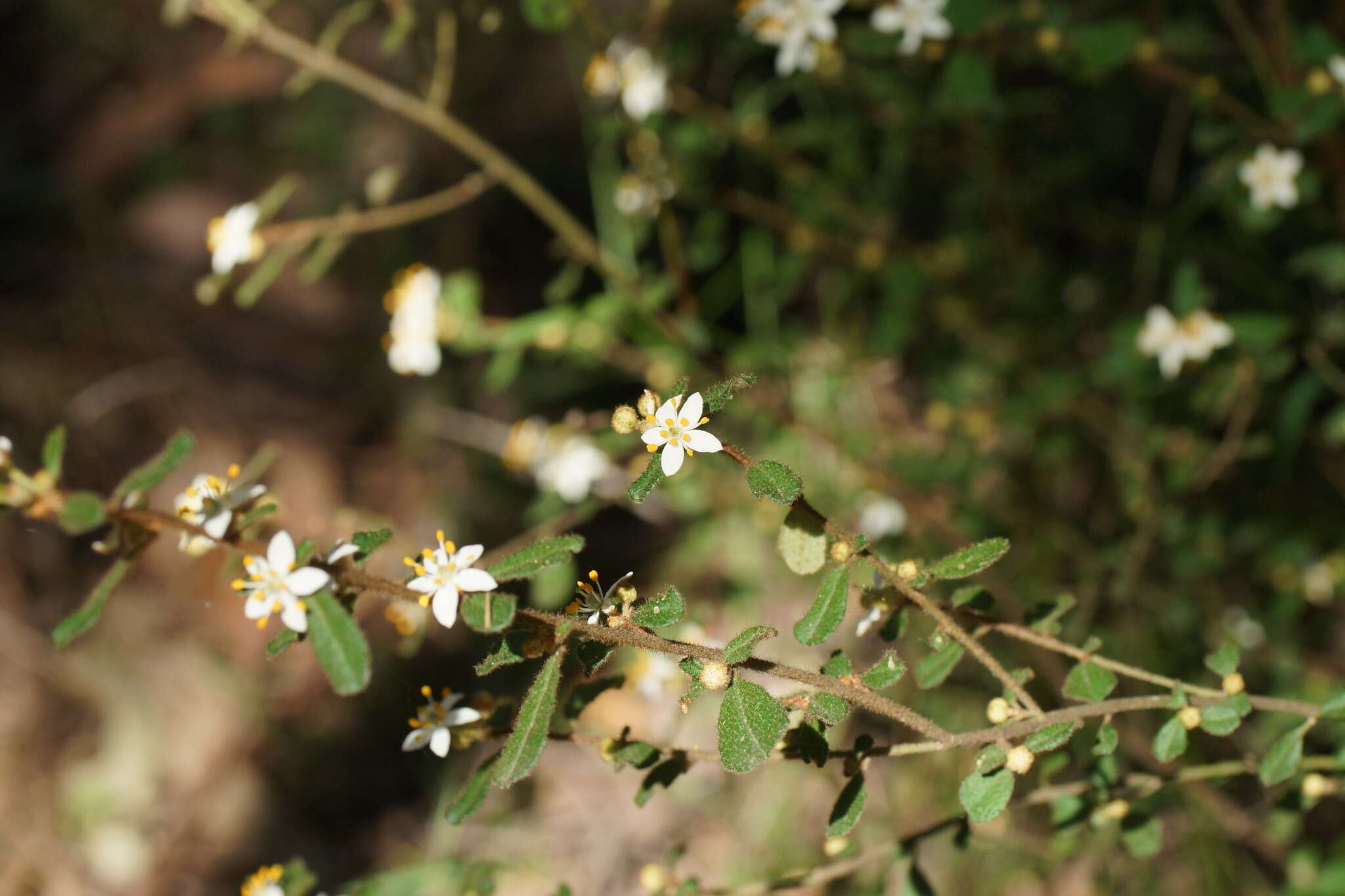 Image of Asterolasia asteriscophora subsp. albiflora Mole