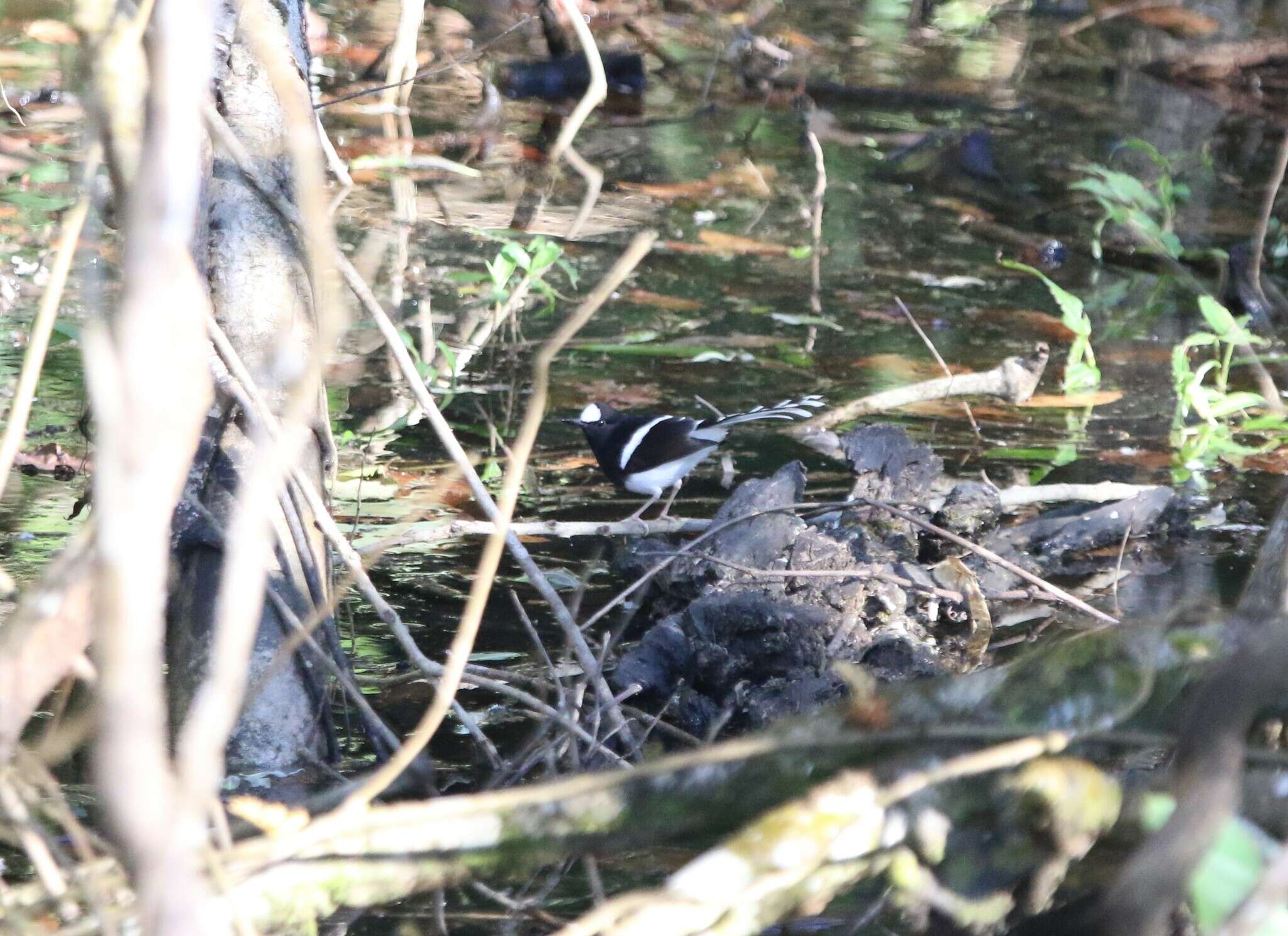 Image of White-crowned Forktail
