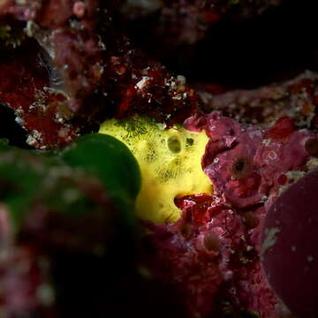 Image of sulfur sponge