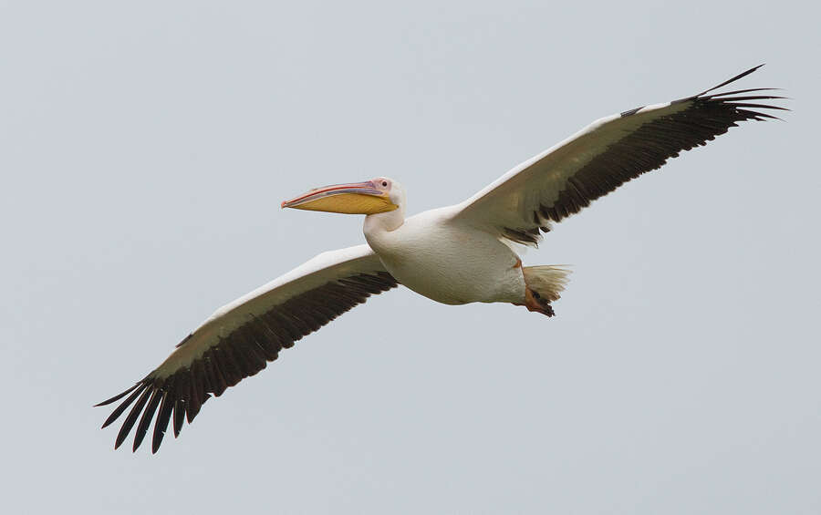 Image of Great White Pelican