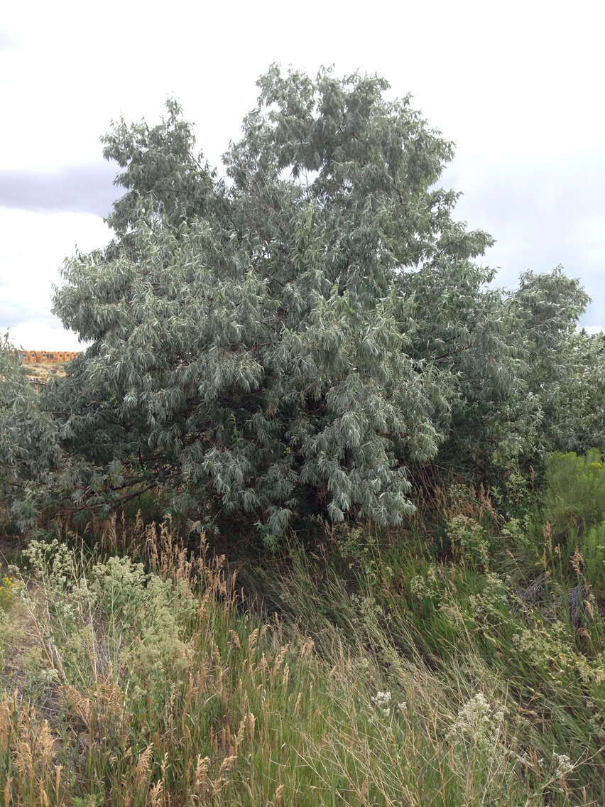 Image of Russian olive