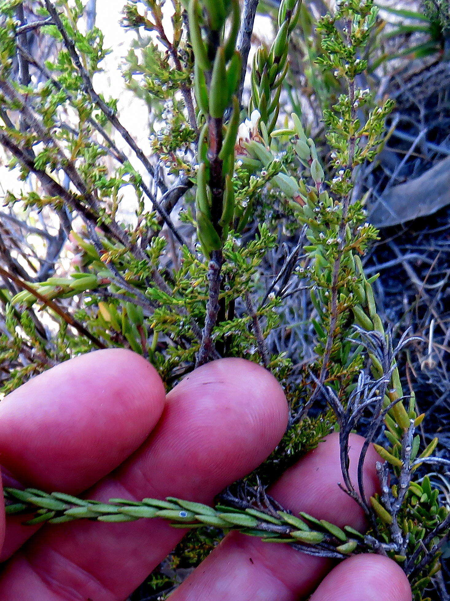 Image of Macrostylis villosa subsp. villosa