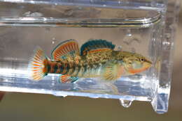 Image of Rainbow Darter