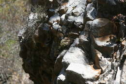 Image of Haworthia cooperi var. isabellae (Poelln.) M. B. Bayer