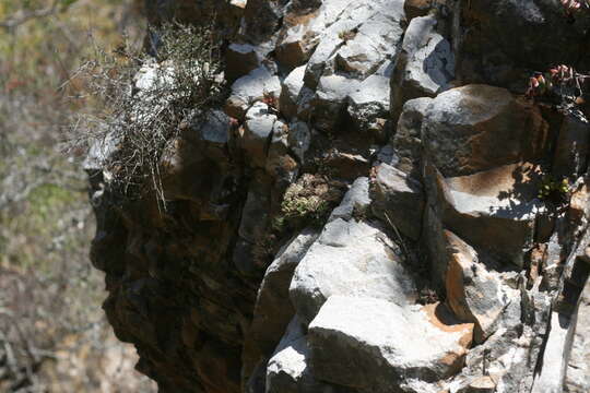 صورة Haworthia cooperi var. isabellae (Poelln.) M. B. Bayer