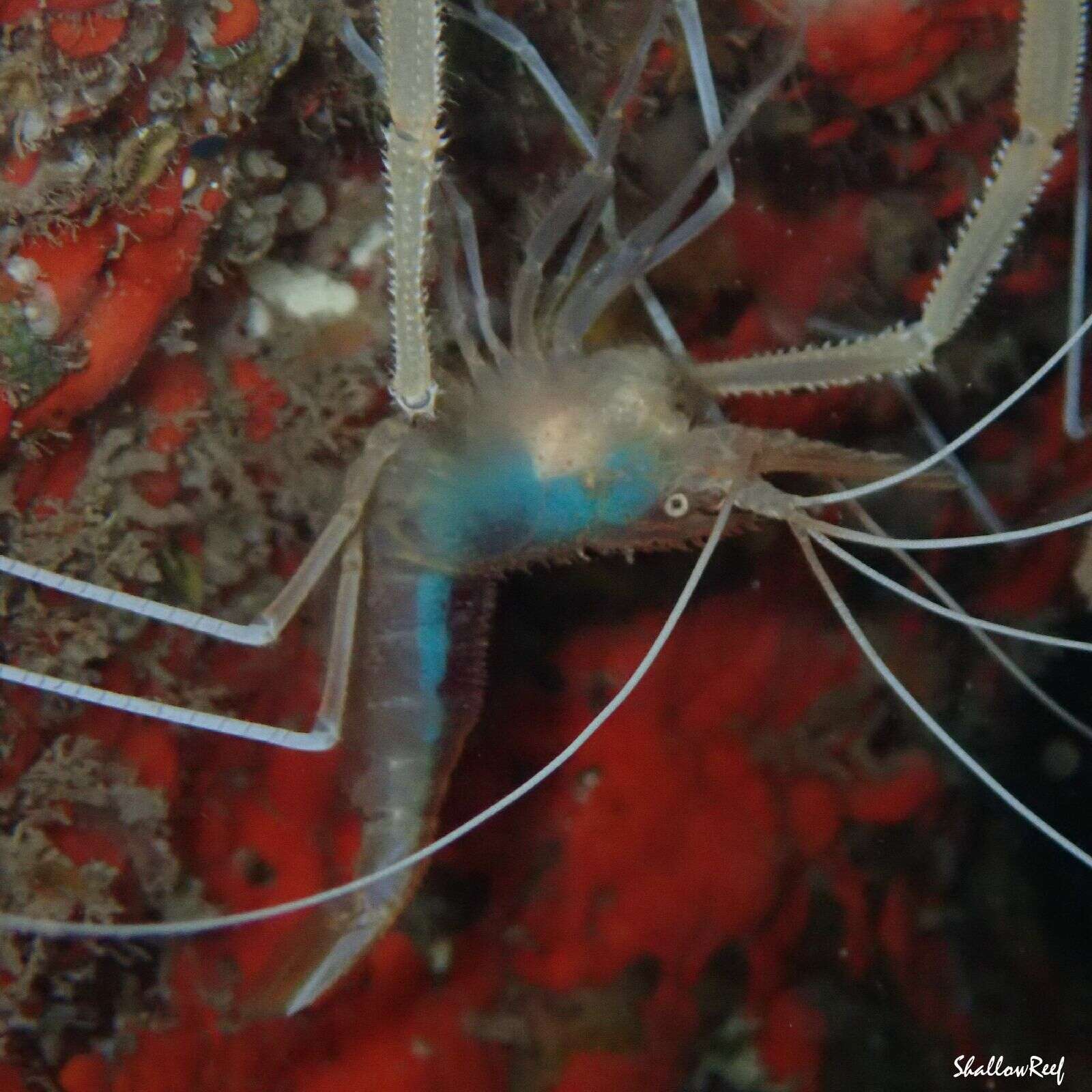 Image of flameback coral shrimp