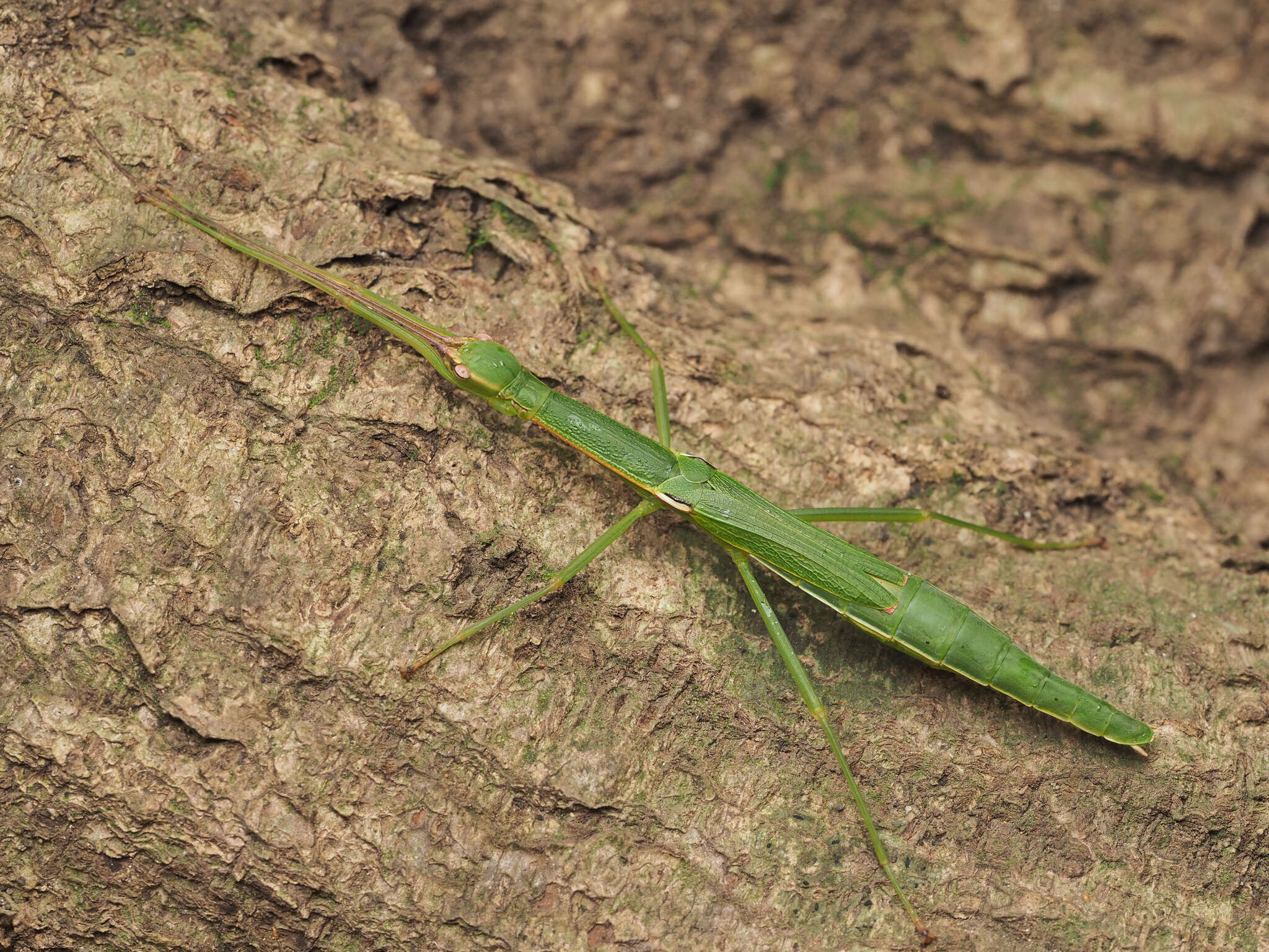 صورة Micadina phluctainoides (Rehn & J. A. G. 1904)