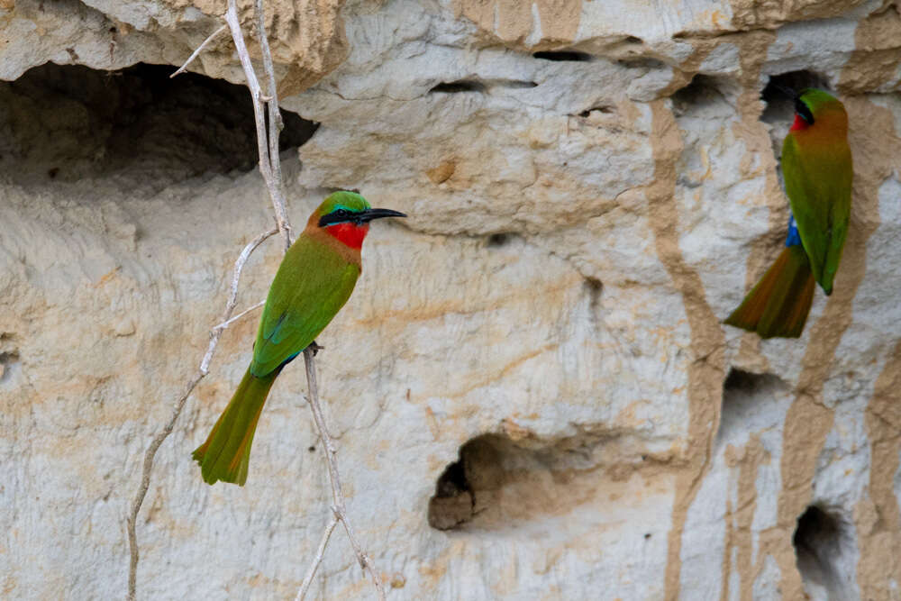 Image of Red-throated Bee-eater