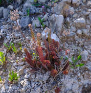 Слика од Petrosedum ochroleucum (Chaix) Niederle