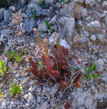 Image of Petrosedum ochroleucum (Chaix) Niederle