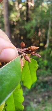 Image of Galbulimima belgraveana (F. Müll.) Sprague