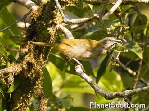 Image of Buff-throated Saltator