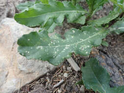 Image of Pustula spinulosa