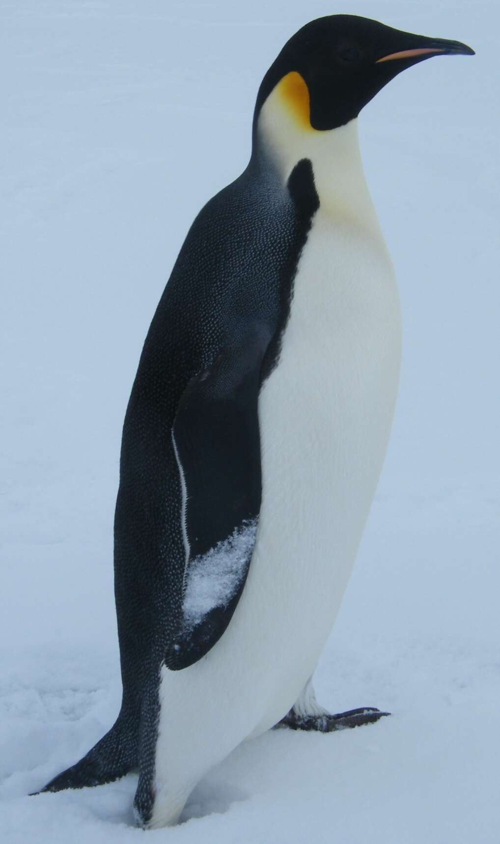 Image of Emperor Penguin