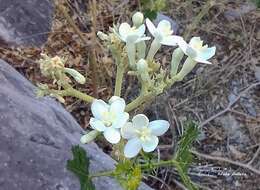 Image of Cnidoscolus rotundifolius (Müll. Arg.) McVaugh