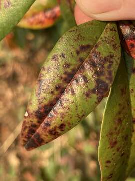 Image of Pseudocercospora nandinae (Nagat.) X. J. Liu & Y. L. Guo 1992