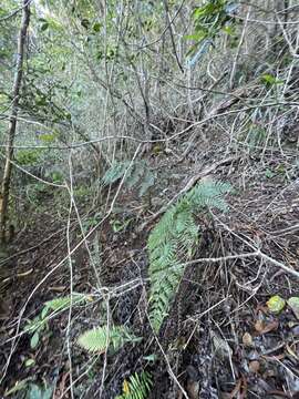 Image de Dryopteris sandwicensis (Hook. & Arn.) C. Chr.