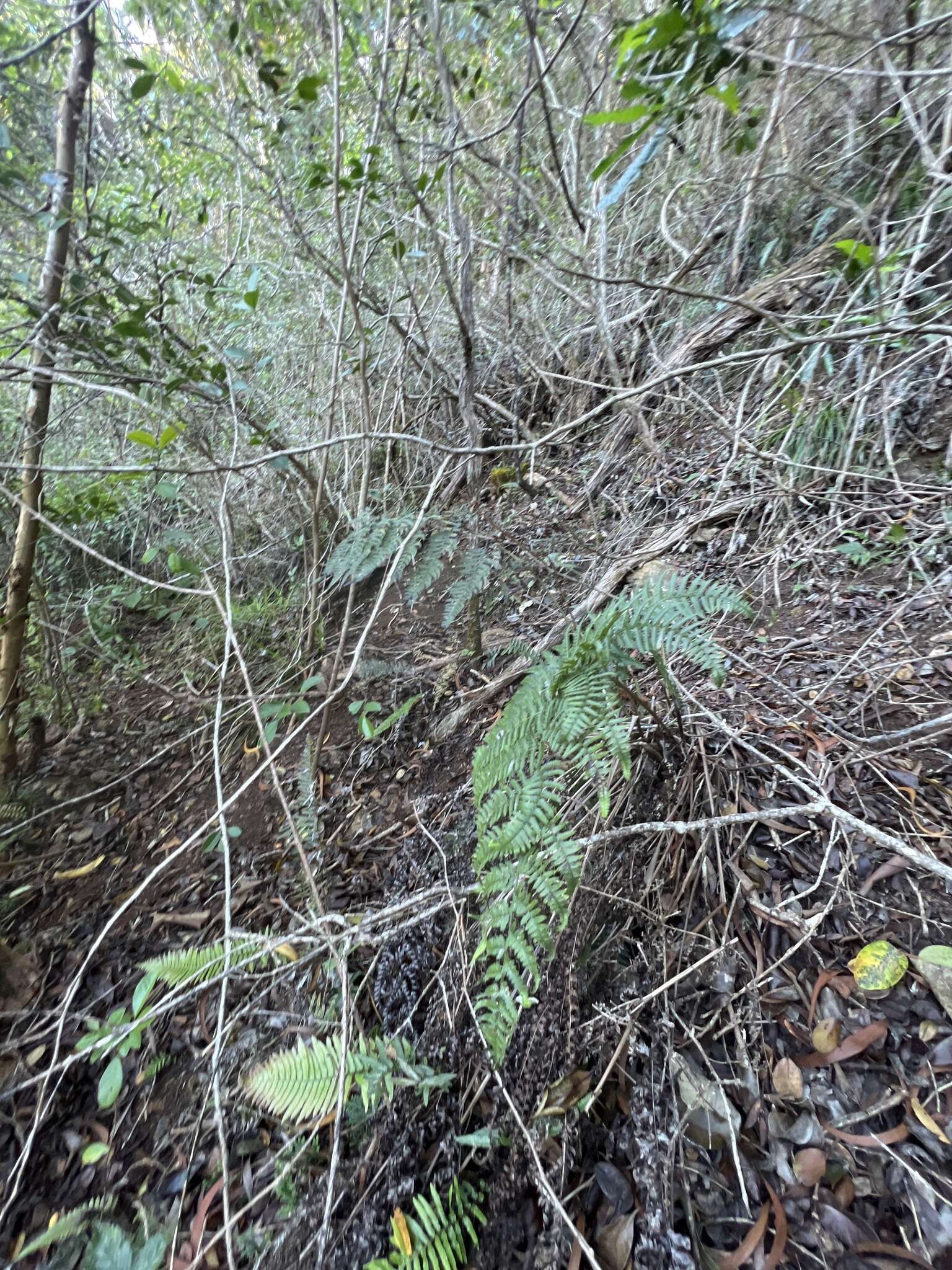 Image of Pacific Wood Fern