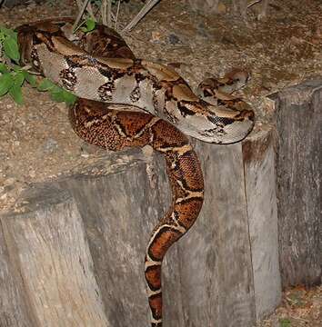 Image of Central American Boa