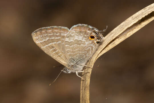 Image of Theclinesthes miskini (Lucas 1889)