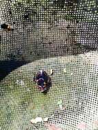 Image of Grooved Diving Beetle