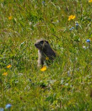 Image of Caucasian Mountain Ground Squirrel