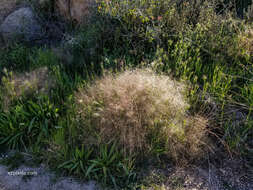 Image of bush muhly